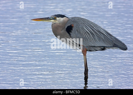 great blue heron (Ardea herodias), stands in shallow water, USA, Florida, Black Point Wildllife Drive Stock Photo