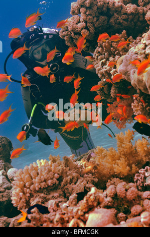 Scuba diver watching anthias fish on coral reef, 'Red Sea' Stock Photo