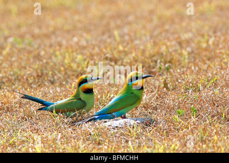 Rainbow Bee Eaters,  Merops ornatus, sitting in the ground outside their nesting tunnel Stock Photo