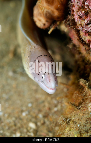 Gray moray eel, Gymnothorax griseus, on coral reef. 'Red Sea' Stock Photo