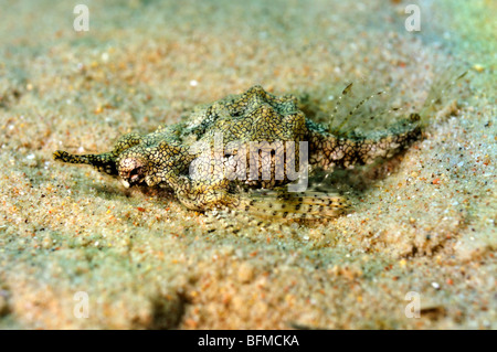 'Sea moth' or little dragonfish, Eurypegasus draconis. 'Red Sea' Stock Photo