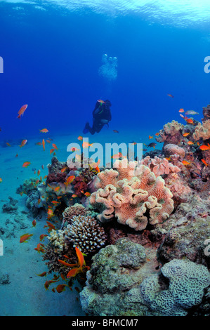 Scuba diver coral reef and colourful fish, 'Red Sea' Stock Photo