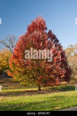 Red Maple Tree - Acer rubrum 'October Glory' Stock Photo