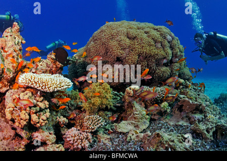 Scuba divers on coral reef, 'Red Sea' Stock Photo