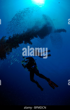 Scuba divers with shoal of fish at The Sinkers mooring buoy Nuweiba, Red Sea, Egypt