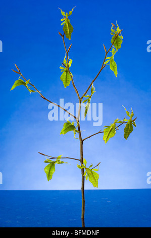 multi  Phyllium Sp. philippines leaf insect walking stick on a branch studio shot blue background appearance Stock Photo