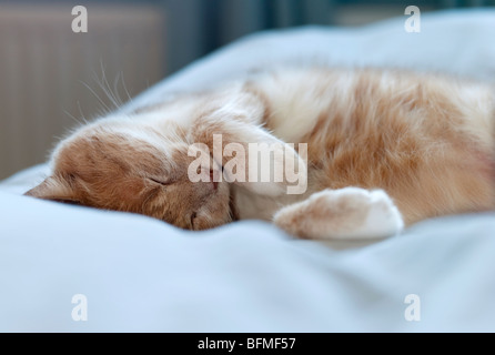 A cat sleeping on top of a duvet in a bedroom Stock Photo