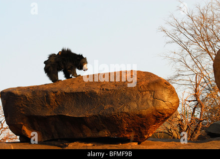 Sloth Bear with a Cub on Back Stock Photo