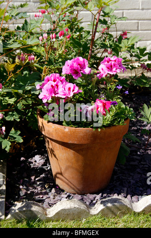 PELARGONIUMS AND OTHER YOUNG PLANTS GROWING IN A TERRACOTTA POT IN EARLY SUMMER. Stock Photo