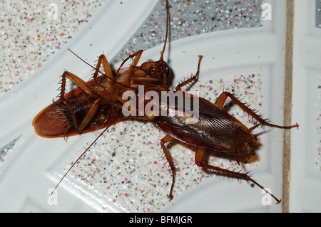 American cockroach (Periplaneta americana) feeding on a dead conspecific in a bathroom, Ghana. Stock Photo