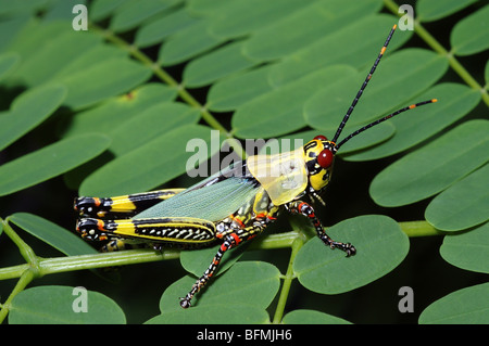 Variegated grasshopper (Zonocerus variegatus : Acrididae) showing warning colours, Ghana. Stock Photo