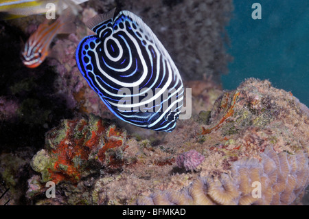 Juvenile Emperor angelfish, Pomacanthus imperator, on coral reef. 'Red Sea' Stock Photo
