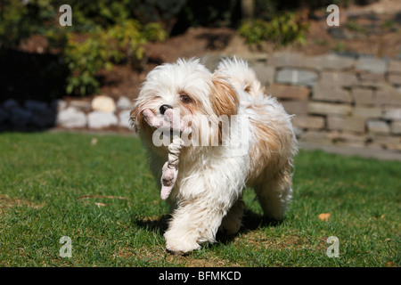 Havanese (Canis lupus f. familiaris), carrying a toy, Germany Stock Photo
