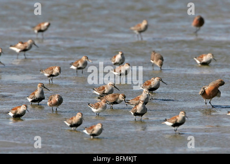 dunlin (Calidris alpina), group in mud flatt Stock Photo
