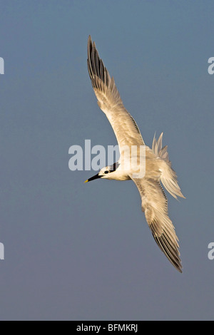 sandwich tern (Sterna sandvicensis, Thalasseus sandvicensis), flying, Germany Stock Photo