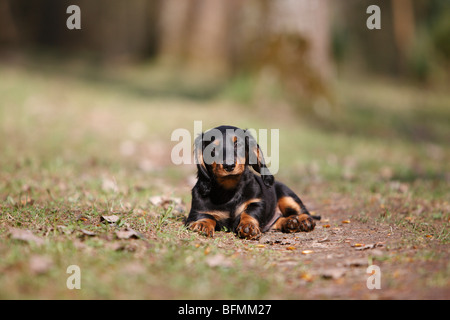 Long-haired Dachshund, Long-haired sausage dog, domestic dog (Canis lupus f. familiaris), black and red puppy lying on a cleari Stock Photo