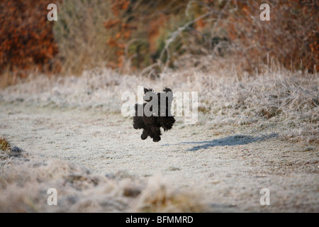 Miniature Poodle (Canis lupus f. familiaris), running along a field path covered with hoar frost, snap-shot with all legs in th Stock Photo