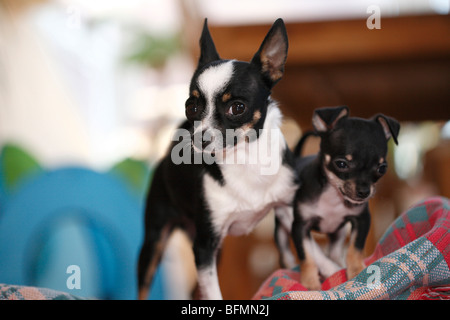3 years old Chihuahua-Toyterrier-mix and a 10 weeks old Chihuahua puppet standing on a blanket, Germany Stock Photo