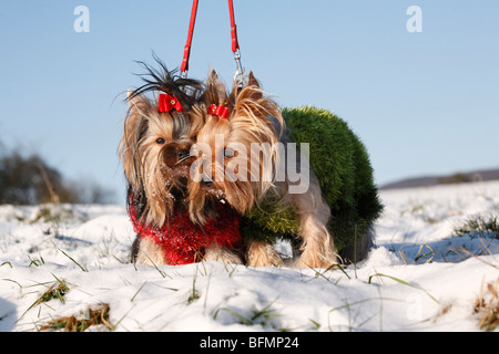 Yorkshire Terrier (Canis lupus f. familiaris), two leashed dogs standing in a snow-covered meadow with with knitted pullovers a Stock Photo