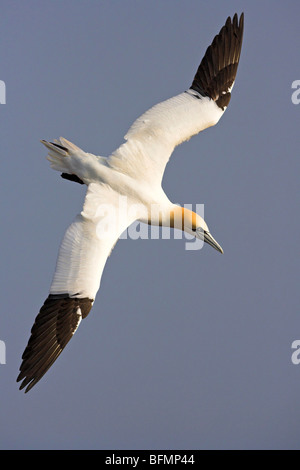 northern gannet (Sula bassana, Morus bassanus), flying, Germany Stock Photo