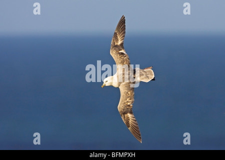 northern fulmar (Fulmarus glacialis), flying, Norway, Svalbard Stock Photo