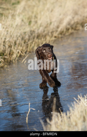 German long-haired Pointing Dog (Canis lupus f. familiaris), brown puppy running over ice , Germany Stock Photo