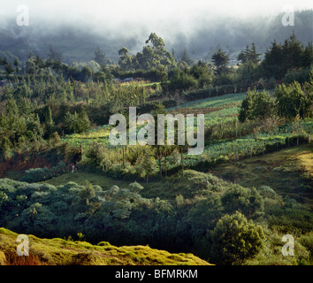 Low clouds hang over fertile small-scale farms at Limuru, 8,500 feet above sea level. Stock Photo