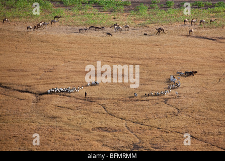 Gabbra livestock grazes dry grass on the edge of the waterless Chalbi Desert of Northern Kenya. Stock Photo