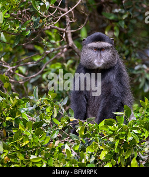 A Blue Monkey in the forests of Mount Elgon, Kenya  s second highest mountain of volcanic origin. Stock Photo