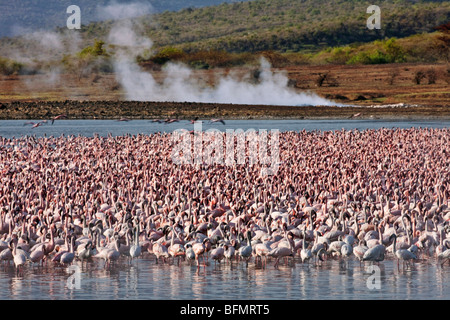 Kenya. Lesser flamingos feeding on algae among the hot springs of Lake Bogoria, an alkaline lake in the Great Rift Valley Stock Photo