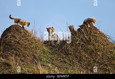 Kenya. A cheetah and her three one-month-old cubs rest and play on termite mounds in Masai Mara National Reserve.