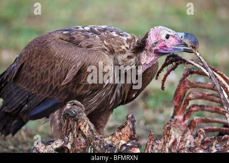 Kenya. A lappet-faced vulture feeds on a wildebeest carcass in Masai Mara National Reserve. Stock Photo