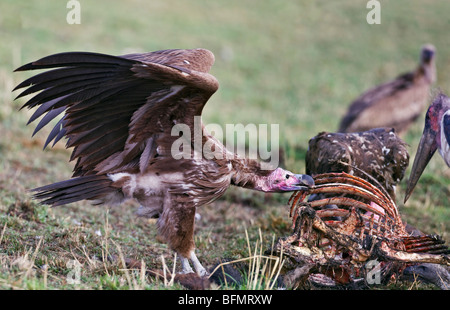 Kenya. A lappet-faced vulture feeds on a wildebeest carcass in Masai Mara National Reserve. Stock Photo