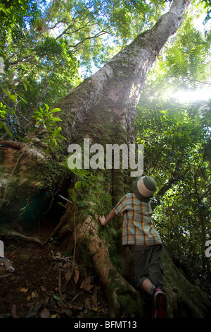 Australia, Queensland, Lamington National Park, O'Reilly's Rainforest Retreat. A boy leans against the trunk of a tree (MR) Stock Photo