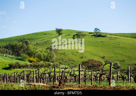 Australia, South Australia, Barossa Valley.  Vineyard grape vines. Stock Photo