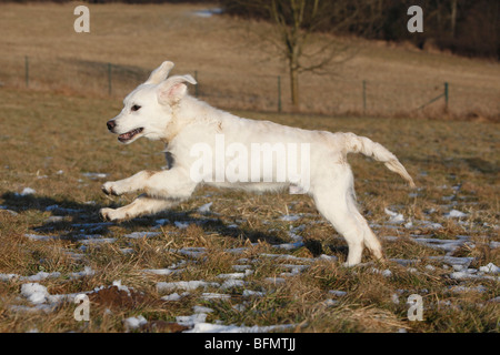 Golden Retriever (Canis lupus f. familiaris), 5 months old puppy running over a meadow Stock Photo