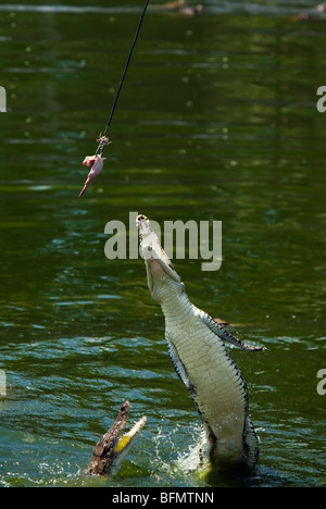 Australia, Northern Territory, Darwin.  Jumping crocodile at Crocodylus wildlife park. Stock Photo