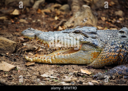 Australia, Northern Territory, Mary River National Park.  Saltwater crocodile (Crocodylus porosus) sunbathing on the riverbank. Stock Photo