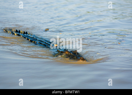 Australia, Northern Territory, Kakadu National Park.  Saltwater crocodile (Crocodylus porosus) in the Adelaide River. Stock Photo