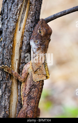 Australia, Northern Territory, Kakadu National Park. Frill-necked Lizard (Chlamydosaurus kingii), known as the Frilled Dragon. Stock Photo