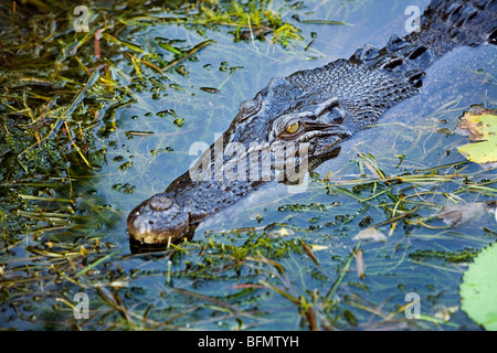 Australia, Northern Territory, Kakadu National Park, Cooinda. Saltwater/ estuarine crocodile in the Yellow Water Wetlands. Stock Photo