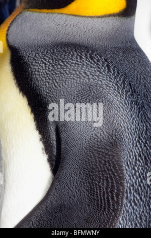 South Georgia and the South Sandwich Islands, South Georgia, Cumberland Bay, Grytviken. Detail of King Penguin. Stock Photo