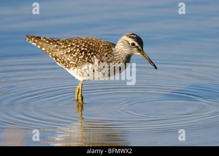 wood sandpiper (Tringa glareola), standing in water, foraging, Germany Stock Photo