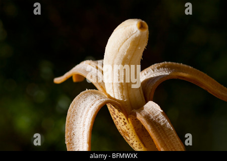 Partly peeled banana against dark blurred background. Family: Musaceae, Genus: Musa. Foreground focus. Stock Photo