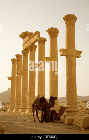 Syria, Palmyra. Two camels wait amongst the columns of Queen Zenobia's ancient Roman city at Palmyra.(MR) Stock Photo