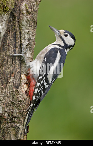 Female Great Spotted Woodpecker Stock Photo