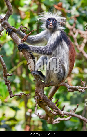 Tanzania, Zanzibar. A Zanzibar red colobus monkey in the Jozani Forest southeast of Stone Town. Stock Photo