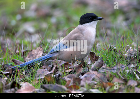 azure-winged magpie (Cyanopica cyana), sitting on the ground, Germany