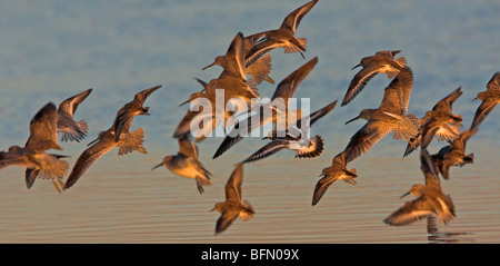 dunlin (Calidris alpina), flying flock Stock Photo