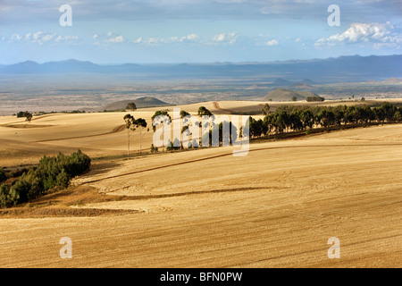Kenya,Timau. Rolling wheat farms at Timau, 8,500 feet above sea level, looking north to the semi-arid Northern Province. Stock Photo